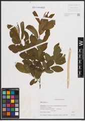 Foto von Salix cinerea L.